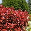 Roué Pépinières Plantes De Haies | ROUÉ PÉPINIÈRES - Photinia 'carré rouge' - en conteneur