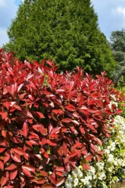 Roué Pépinières Plantes De Haies | ROUÉ PÉPINIÈRES - Photinia 'carré rouge' - en conteneur