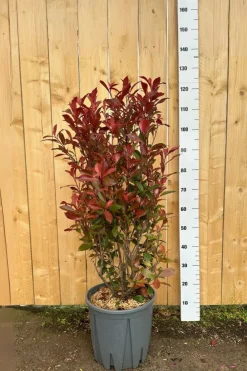 Roué Pépinières Plantes De Haies | ROUÉ PÉPINIÈRES - Photinia 'carré rouge' - en conteneur