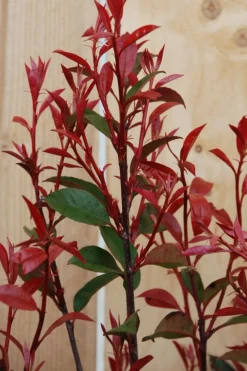Roué Pépinières Plantes De Haies | ROUÉ PÉPINIÈRES - Photinia 'carré rouge' - en conteneur