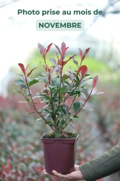 Roué Pépinières Plantes De Haies | ROUÉ PÉPINIÈRES - Photinia 'carré rouge' - en conteneur
