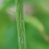 Roué Pépinières Plantes De Terre De Bruyère | ROUÉ PÉPINIÈRES - Érable à peau de serpent - en pot de 3 litres