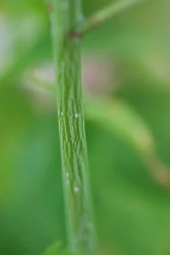 Roué Pépinières Plantes De Terre De Bruyère | ROUÉ PÉPINIÈRES - Érable à peau de serpent - en pot de 3 litres