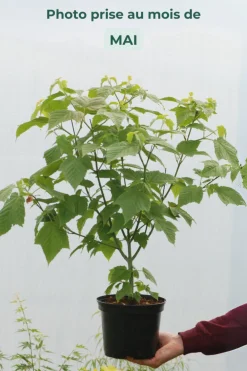 Roué Pépinières Plantes De Terre De Bruyère | ROUÉ PÉPINIÈRES - Érable à peau de serpent - en pot de 3 litres