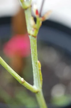 Roué Pépinières Plantes De Terre De Bruyère | ROUÉ PÉPINIÈRES - Érable à peau de serpent - en pot de 3 litres
