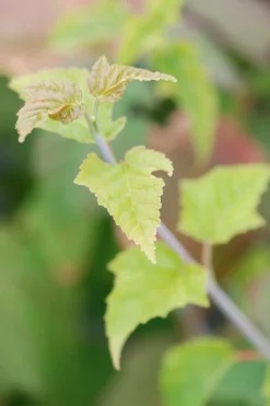 Roué Pépinières Plantes De Terre De Bruyère | ROUÉ PÉPINIÈRES - Érable à peau de serpent - en pot de 3 litres