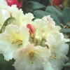 Roué Pépinières ROUÉ PÉPINIÈRES - Rhododendron 'horizon monarch' 15 litres - en pot de 15 litres Discount