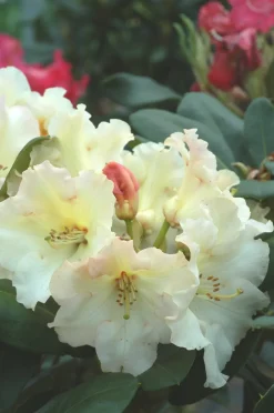 Roué Pépinières ROUÉ PÉPINIÈRES - Rhododendron 'horizon monarch' 15 litres - en pot de 15 litres Discount