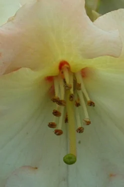 Roué Pépinières ROUÉ PÉPINIÈRES - Rhododendron 'horizon monarch' 15 litres - en pot de 15 litres Discount