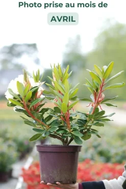 Roué Pépinières ROUÉ PÉPINIÈRES - Rhododendron 'horizon monarch' 15 litres - en pot de 15 litres Discount