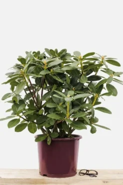 Roué Pépinières ROUÉ PÉPINIÈRES - Rhododendron 'horizon monarch' 15 litres - en pot de 15 litres Discount