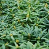 Roué Pépinières Plantes De Terre De Bruyère | ROUÉ PÉPINIÈRES - Rhododendron laguna' - en pot de 4 litres