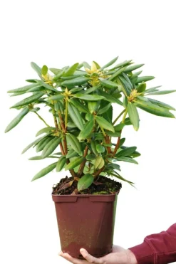 Roué Pépinières Plantes De Terre De Bruyère | ROUÉ PÉPINIÈRES - Rhododendron laguna' - en pot de 4 litres