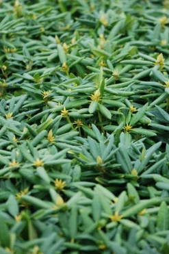 Roué Pépinières Plantes De Terre De Bruyère | ROUÉ PÉPINIÈRES - Rhododendron laguna' - en pot de 4 litres