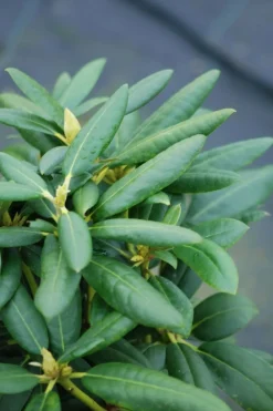 Roué Pépinières Plantes De Terre De Bruyère | ROUÉ PÉPINIÈRES - Rhododendron laguna' - en pot de 4 litres