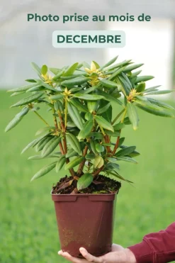Roué Pépinières Plantes De Terre De Bruyère | ROUÉ PÉPINIÈRES - Rhododendron laguna' - en pot de 4 litres