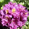 Roué Pépinières ROUÉ PÉPINIÈRES - Rhododendron 'marcel menard' 15 litres - en pot de 15 litres New
