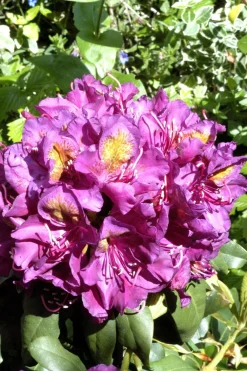 Roué Pépinières ROUÉ PÉPINIÈRES - Rhododendron 'marcel menard' 15 litres - en pot de 15 litres New