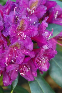 Roué Pépinières ROUÉ PÉPINIÈRES - Rhododendron 'marcel menard' 15 litres - en pot de 15 litres New