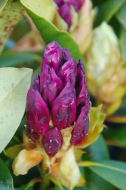 Roué Pépinières ROUÉ PÉPINIÈRES - Rhododendron 'marcel menard' 15 litres - en pot de 15 litres New