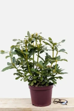 Roué Pépinières ROUÉ PÉPINIÈRES - Rhododendron 'marcel menard' 15 litres - en pot de 15 litres New