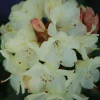 Roué Pépinières Plantes De Terre De Bruyère | ROUÉ PÉPINIÈRES - Rhododendron 'nancy evans' - en pot de 5 litres