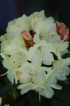Roué Pépinières Plantes De Terre De Bruyère | ROUÉ PÉPINIÈRES - Rhododendron 'nancy evans' - en pot de 5 litres
