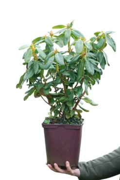 Roué Pépinières Plantes De Terre De Bruyère | ROUÉ PÉPINIÈRES - Rhododendron 'nancy evans' - en pot de 5 litres