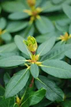 Roué Pépinières Plantes De Terre De Bruyère | ROUÉ PÉPINIÈRES - Rhododendron 'nancy evans' - en pot de 5 litres