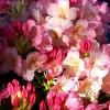 Roué Pépinières Plantes De Terre De Bruyère | ROUÉ PÉPINIÈRES - Rhododendron 'percy wiseman' - en pot de 4 litres