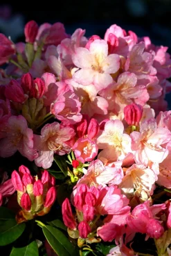 Roué Pépinières Plantes De Terre De Bruyère | ROUÉ PÉPINIÈRES - Rhododendron 'percy wiseman' - en pot de 4 litres