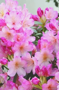 Roué Pépinières Plantes De Terre De Bruyère | ROUÉ PÉPINIÈRES - Rhododendron 'percy wiseman' - en pot de 4 litres