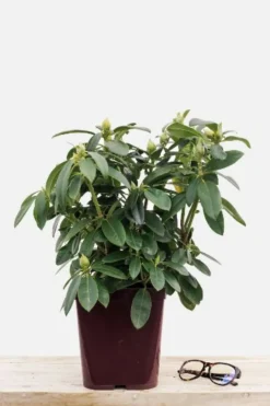 Roué Pépinières Plantes De Terre De Bruyère | ROUÉ PÉPINIÈRES - Rhododendron 'percy wiseman' - en pot de 4 litres