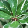 Roué Pépinières ROUÉ PÉPINIÈRES - Rhododendron pontique variegatum' - en pot de 5 litres