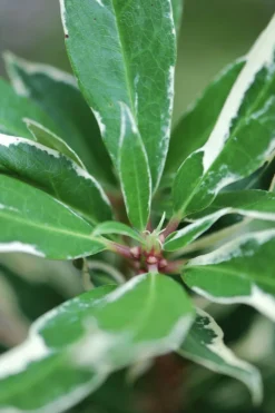 Roué Pépinières ROUÉ PÉPINIÈRES - Rhododendron pontique variegatum' - en pot de 5 litres