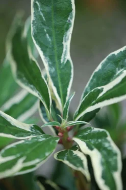 Roué Pépinières ROUÉ PÉPINIÈRES - Rhododendron pontique variegatum' - en pot de 5 litres