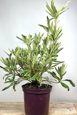 Roué Pépinières ROUÉ PÉPINIÈRES - Rhododendron pontique variegatum' - en pot de 5 litres