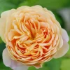 Roué Pépinières Rosiers | ROUÉ PÉPINIÈRES - Rosier 'golden celebration' ? - en pot de 5 litres