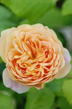 Roué Pépinières Rosiers | ROUÉ PÉPINIÈRES - Rosier 'golden celebration' ? - en pot de 5 litres