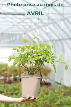 Roué Pépinières Rosiers | ROUÉ PÉPINIÈRES - Rosier 'golden celebration' ? - en pot de 5 litres