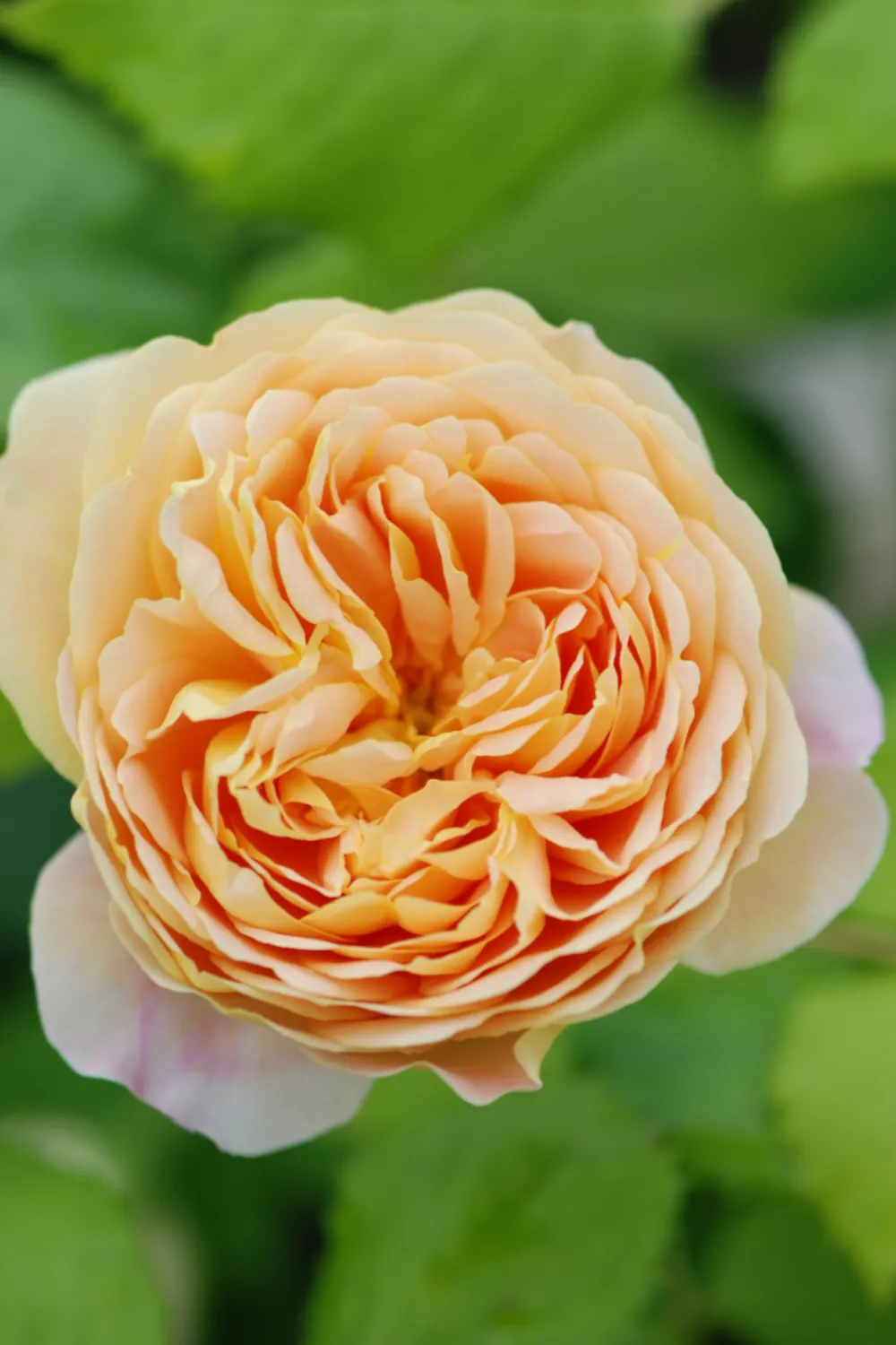 Roué Pépinières Rosiers | ROUÉ PÉPINIÈRES - Rosier 'golden celebration' ? - en pot de 5 litres