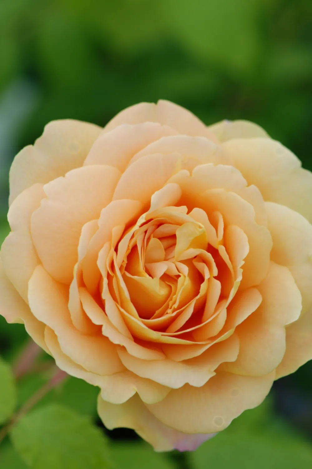 Roué Pépinières Rosiers | ROUÉ PÉPINIÈRES - Rosier 'golden celebration' ? - en pot de 5 litres