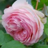 Roué Pépinières Rosiers | ROUÉ PÉPINIÈRES - Rosier grimpant 'pierre de ronsard' ? - en pot de 5 litres