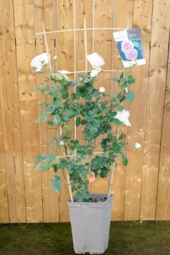 Roué Pépinières Rosiers | ROUÉ PÉPINIÈRES - Rosier grimpant 'pierre de ronsard' ? - en pot de 5 litres