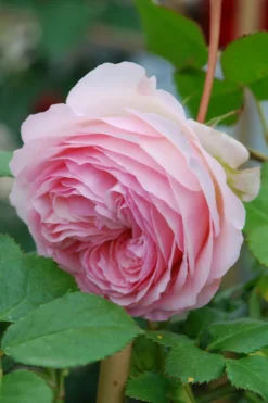 Roué Pépinières Rosiers | ROUÉ PÉPINIÈRES - Rosier grimpant 'pierre de ronsard' ? - en pot de 5 litres