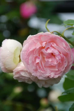 Roué Pépinières Rosiers | ROUÉ PÉPINIÈRES - Rosier grimpant 'pierre de ronsard' ? - en pot de 5 litres