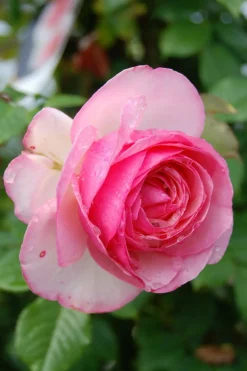 Roué Pépinières Rosiers | ROUÉ PÉPINIÈRES - Rosier grimpant 'pierre de ronsard' ? - en pot de 5 litres