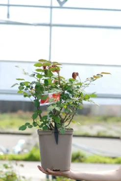 Roué Pépinières ROUÉ PÉPINIÈRES - Rosier 'henryane de chaponay' ? - en pot de 5 litres Outlet