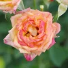 Roué Pépinières Rosiers | ROUÉ PÉPINIÈRES - Rosier kordès ? 'little sunset ?' - en pot de 2 litres