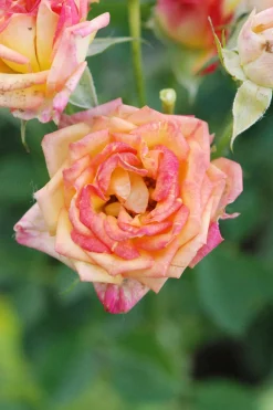 Roué Pépinières Rosiers | ROUÉ PÉPINIÈRES - Rosier kordès ? 'little sunset ?' - en pot de 2 litres